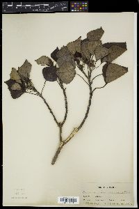 Homalanthus fastuosus image