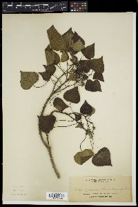 Homalanthus fastuosus image