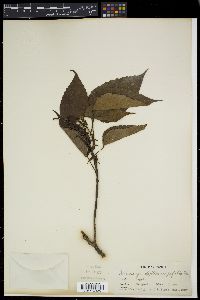 Macaranga dipterocarpifolia image