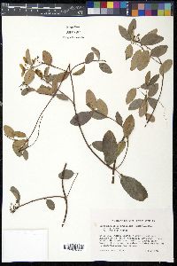 Stigmaphyllon diversifolium image
