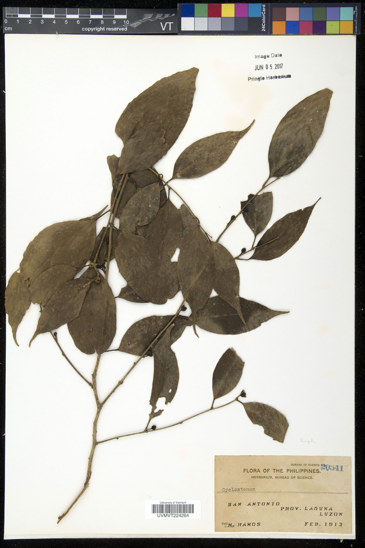Cyclostemon image