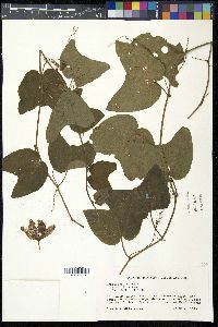 Passiflora rubra image