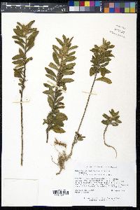 Hybanthus calceolaria image
