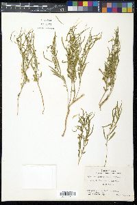 Hybanthus verticillatus var. verticillatus image