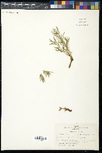 Hybanthus verticillatus var. verticillatus image