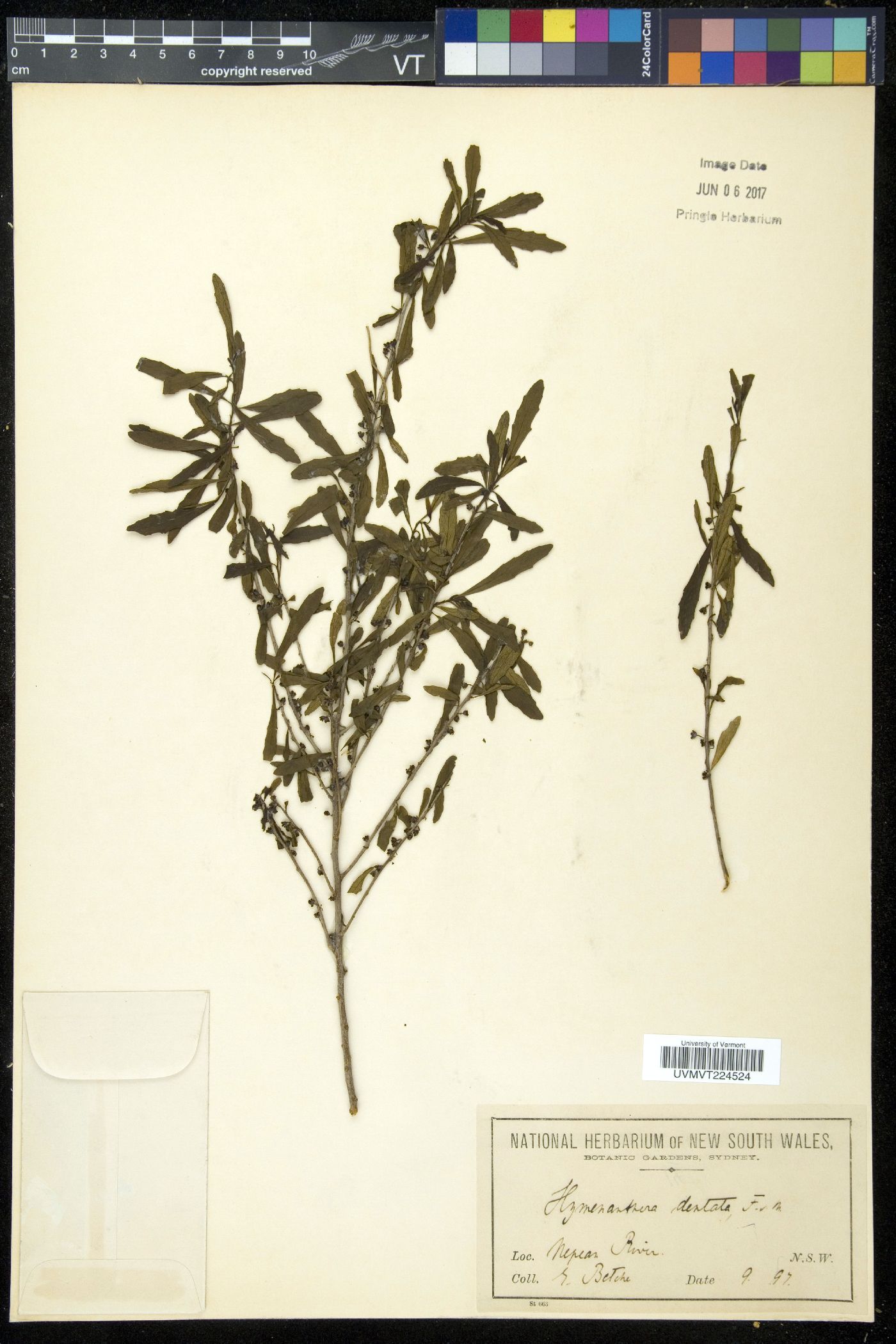 Hymenanthera image
