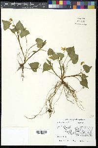 Viola pubescens var. scabriuscula image