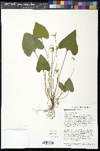 Viola missouriensis image