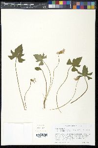 Viola palmata var. triloba image