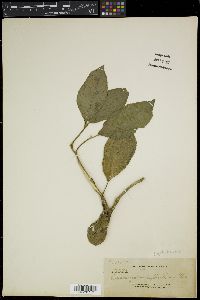 Claoxylon euphorbioides image
