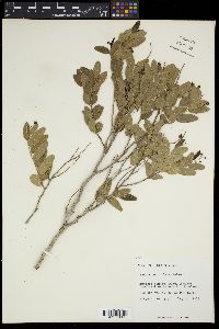 Banara minutiflora image