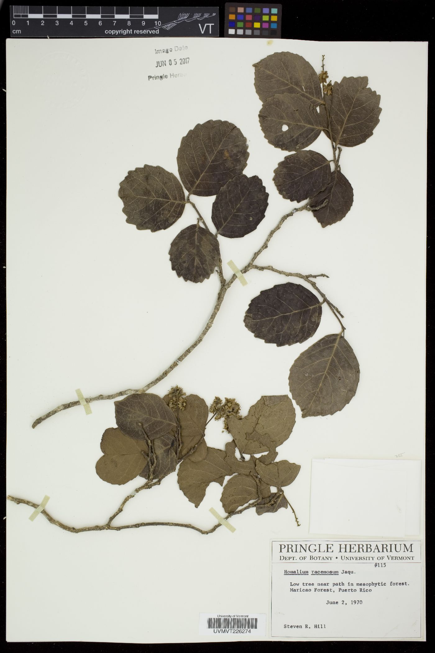 Homalium racemosum image
