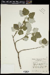 Populus alba image