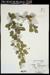 Populus alba image