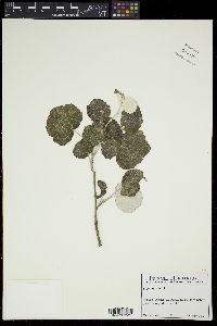 Populus alba image