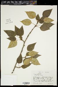 Populus balsamifera image