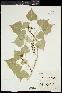 Populus fremontii var. fremontii image