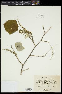 Populus grandidentata image