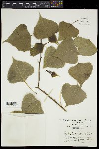 Populus deltoides subsp. monilifera image