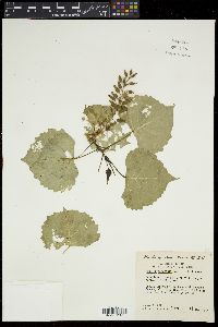 Populus deltoides subsp. monilifera image