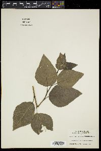 Image of Populus przewalskii