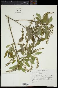 Salix amygdaloides image