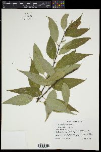 Salix amygdaloides image