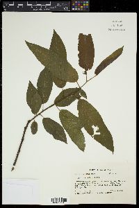 Salix floridana image