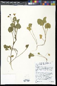 Viola pedunculata image