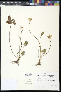 Viola septemloba image