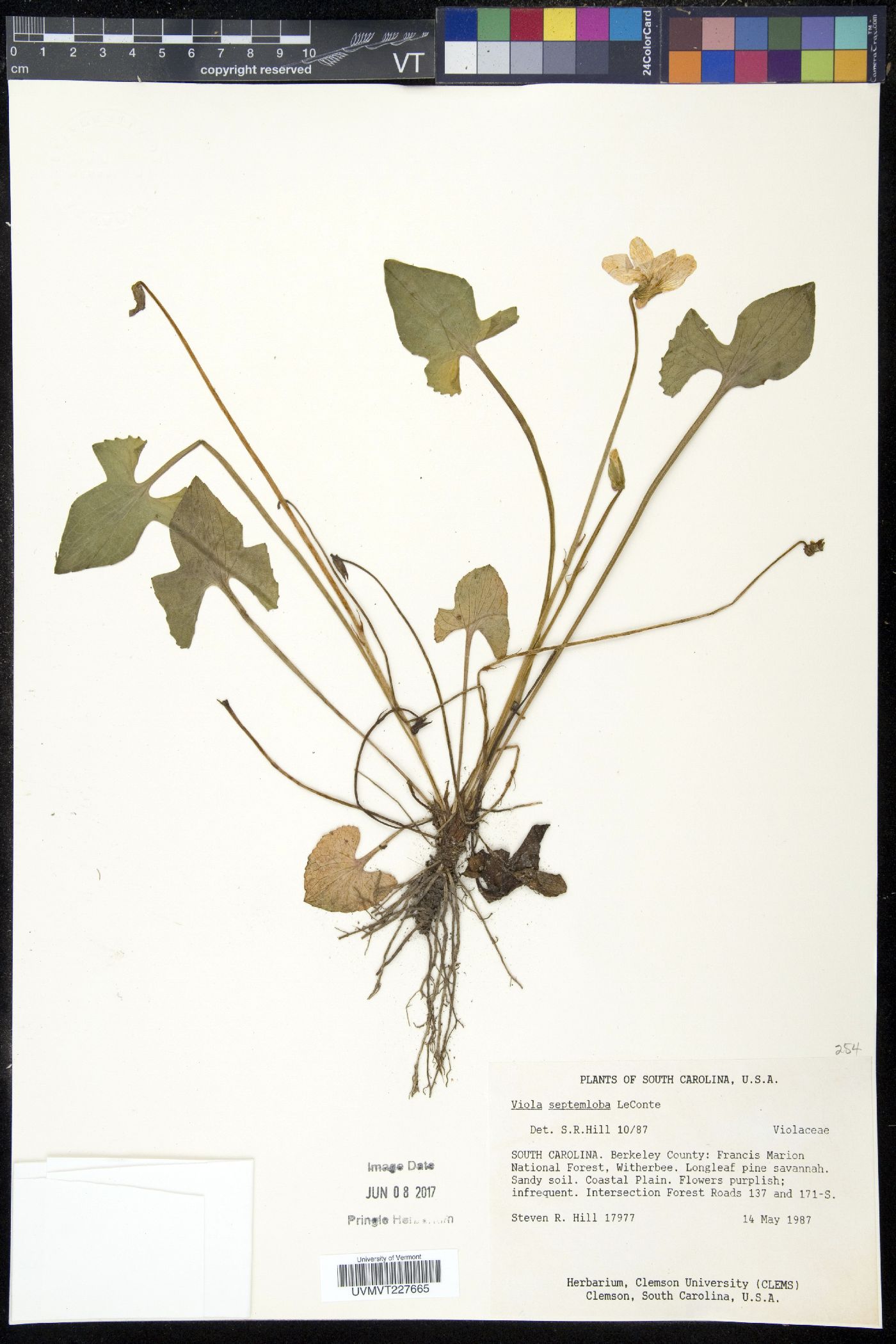 Viola septemloba image