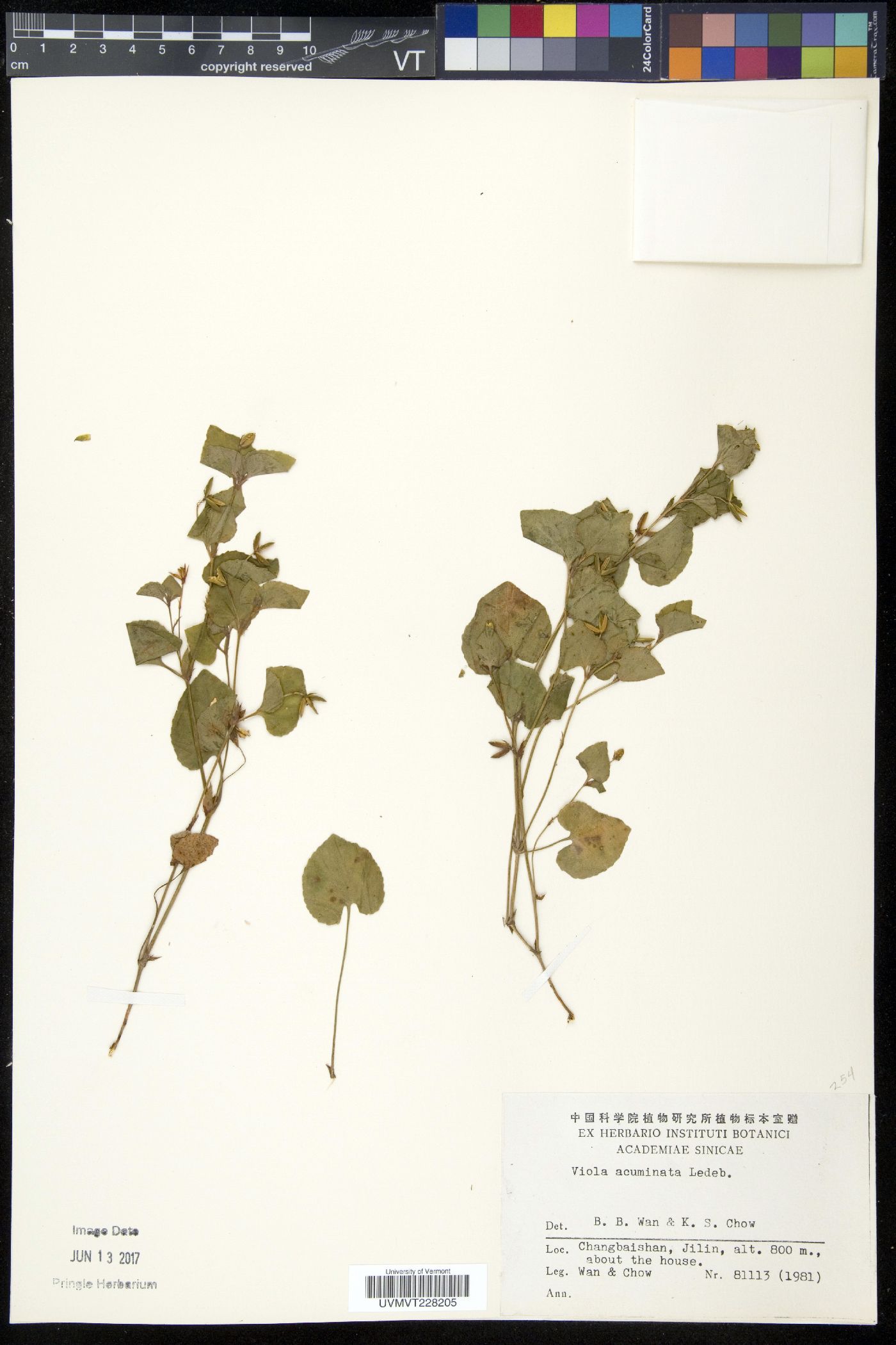 Viola acuminata image