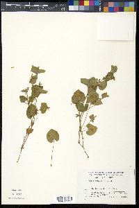 Image of Viola acuminata