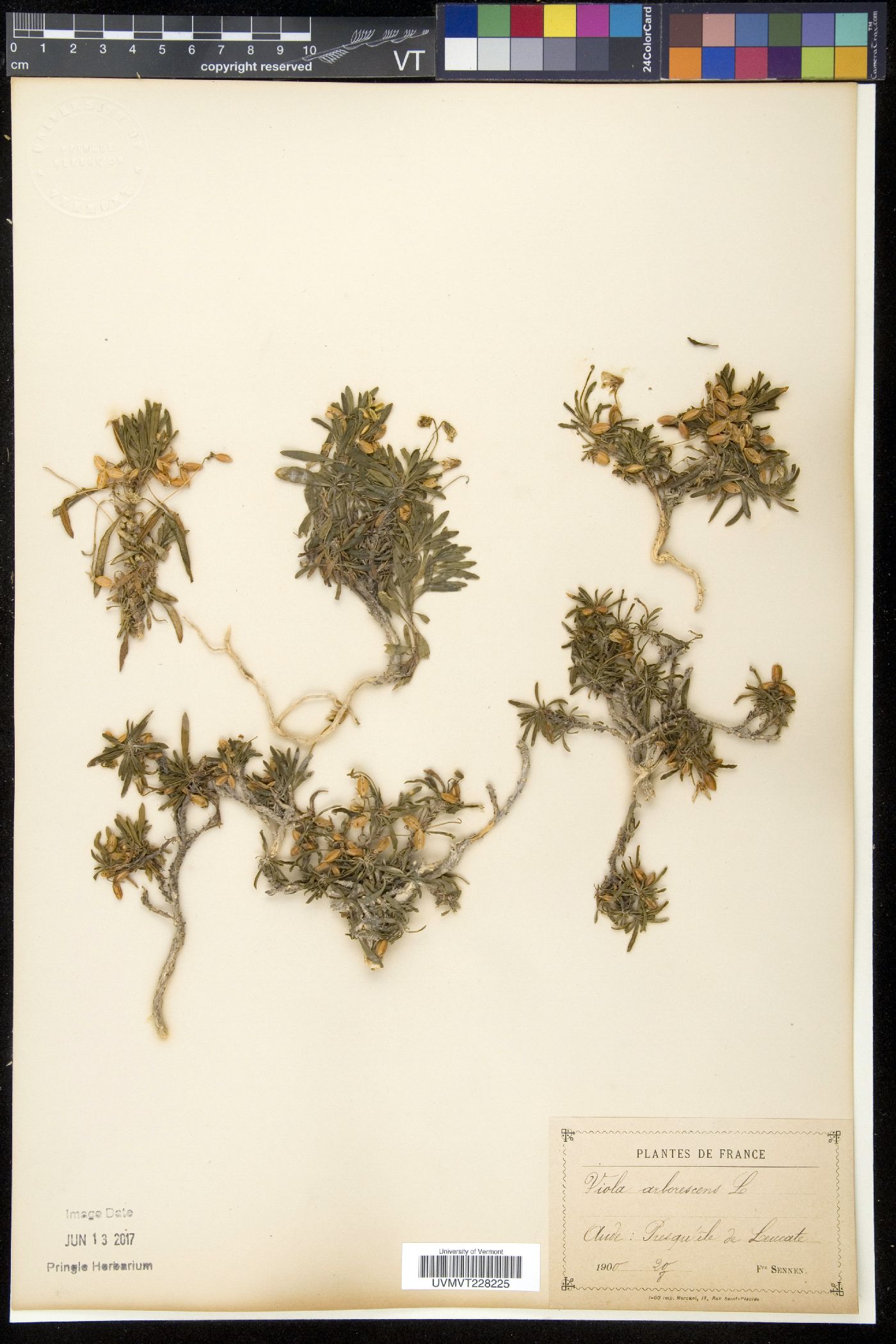 Viola arborescens image