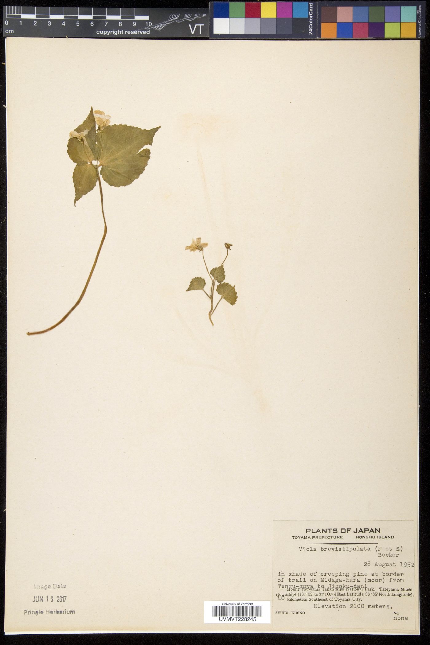 Viola brevistipulata image