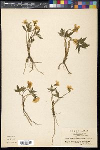 Viola chaerophylloides image