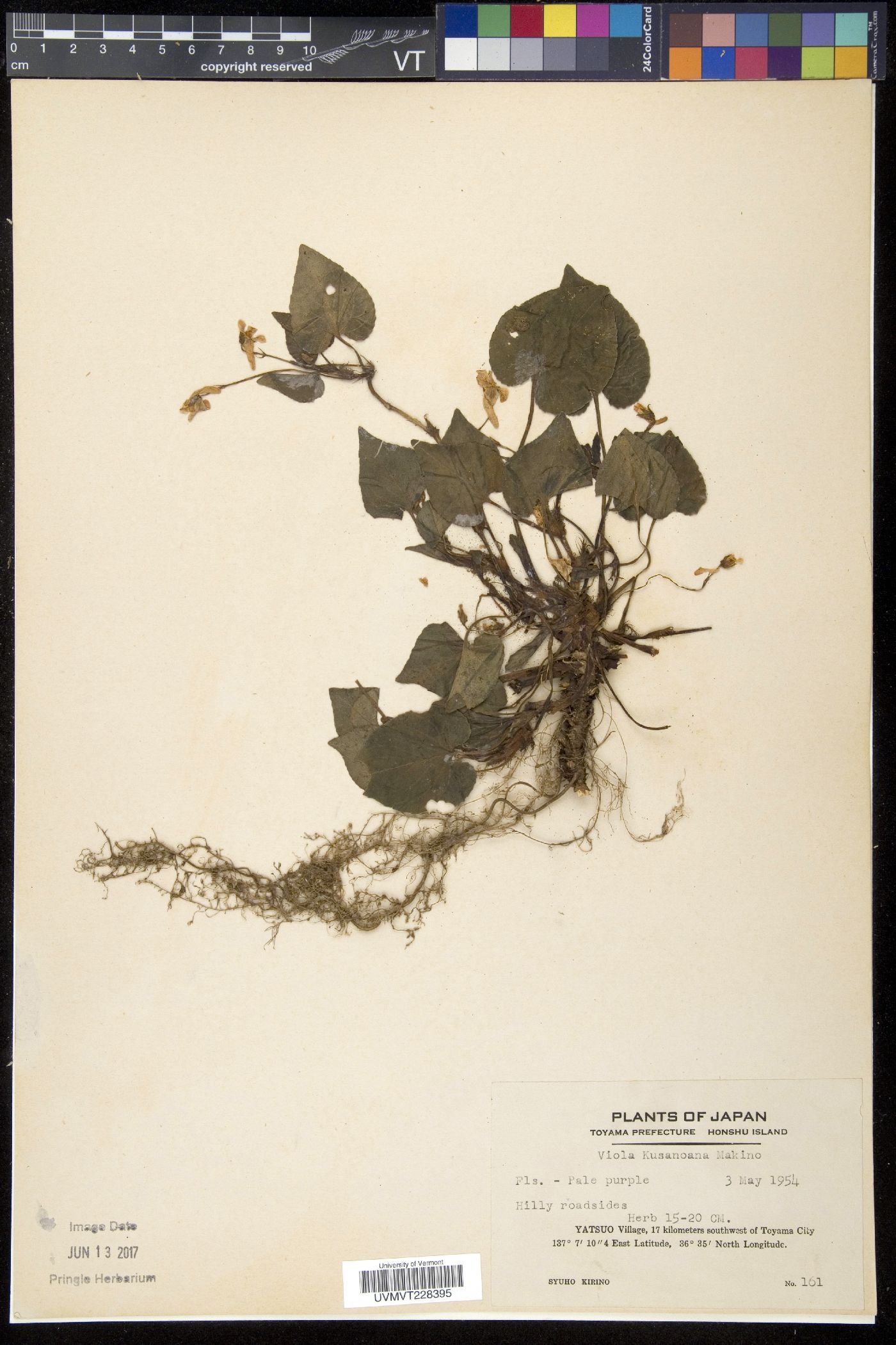 Viola kusanoana image