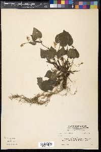 Viola kusanoana image