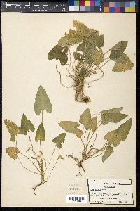 Viola japonica image