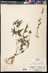Viola ovato-oblonga image