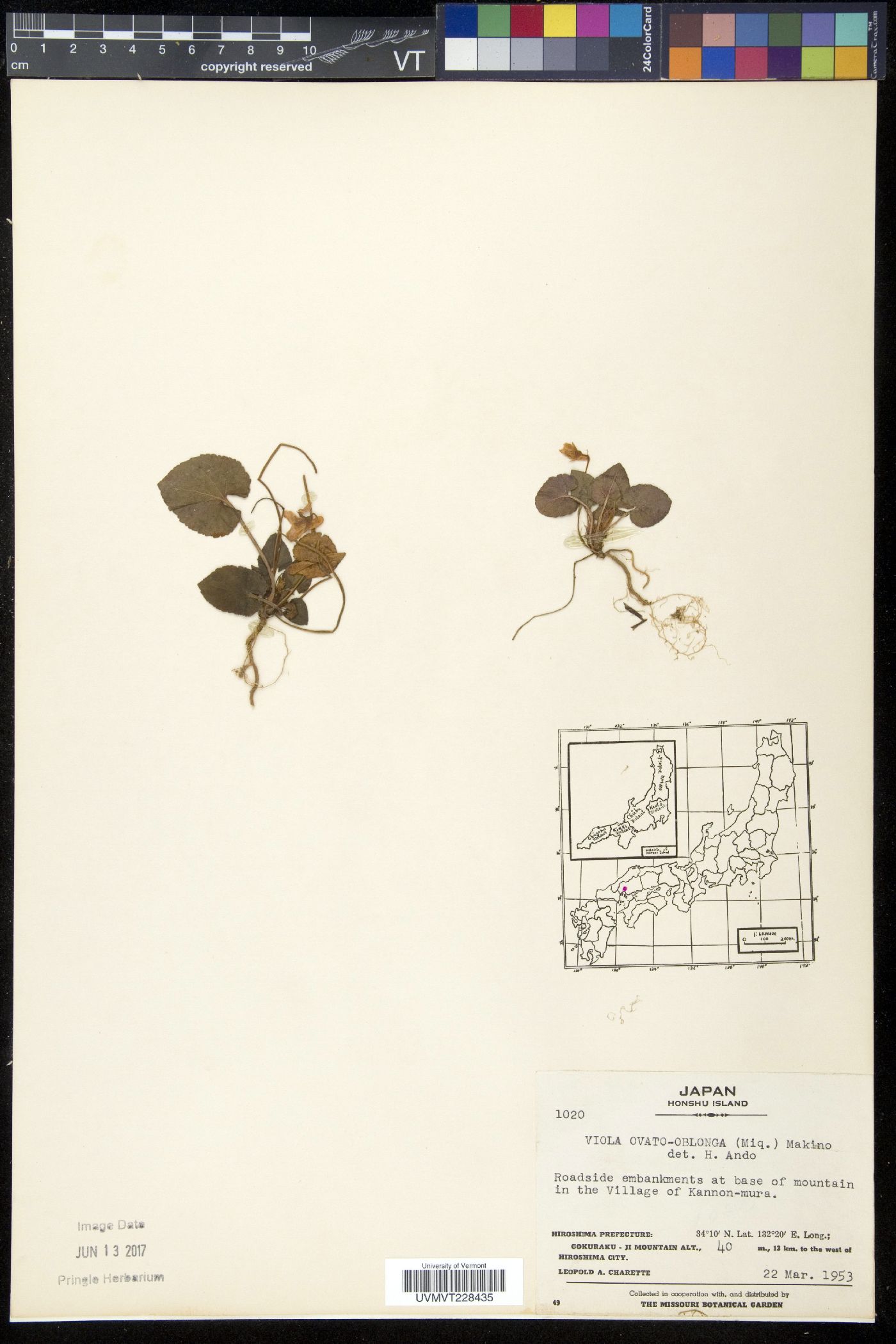 Viola ovato-oblonga image
