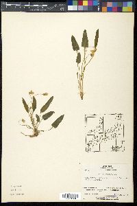 Viola patrinii image
