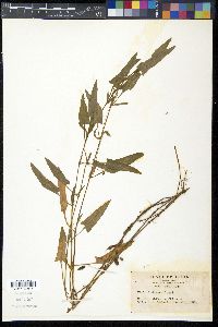 Viola raddeana image