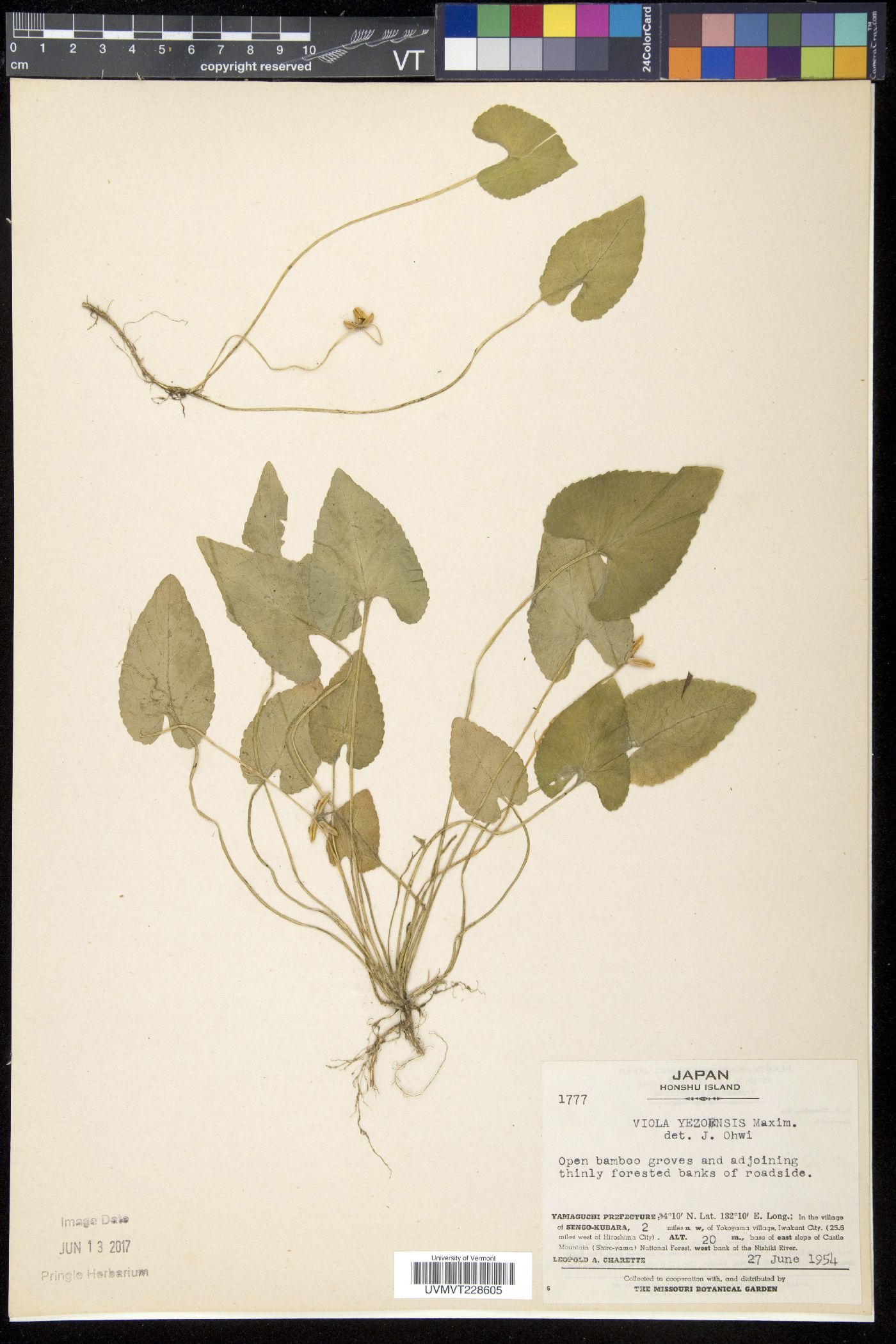Viola yezoensis image
