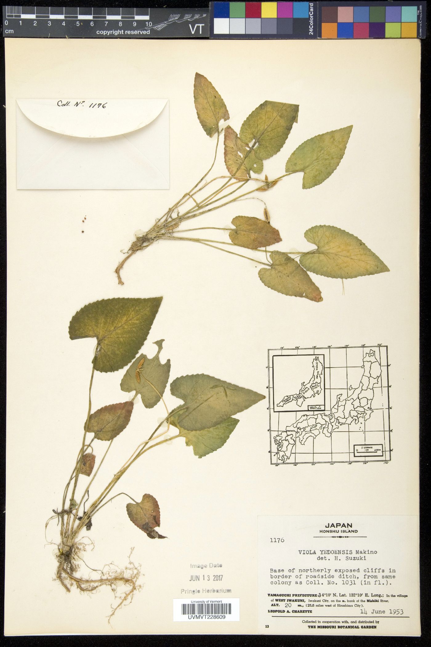 Viola yedoensis image
