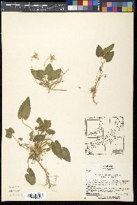 Viola yedoensis image