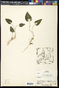 Viola violacea image