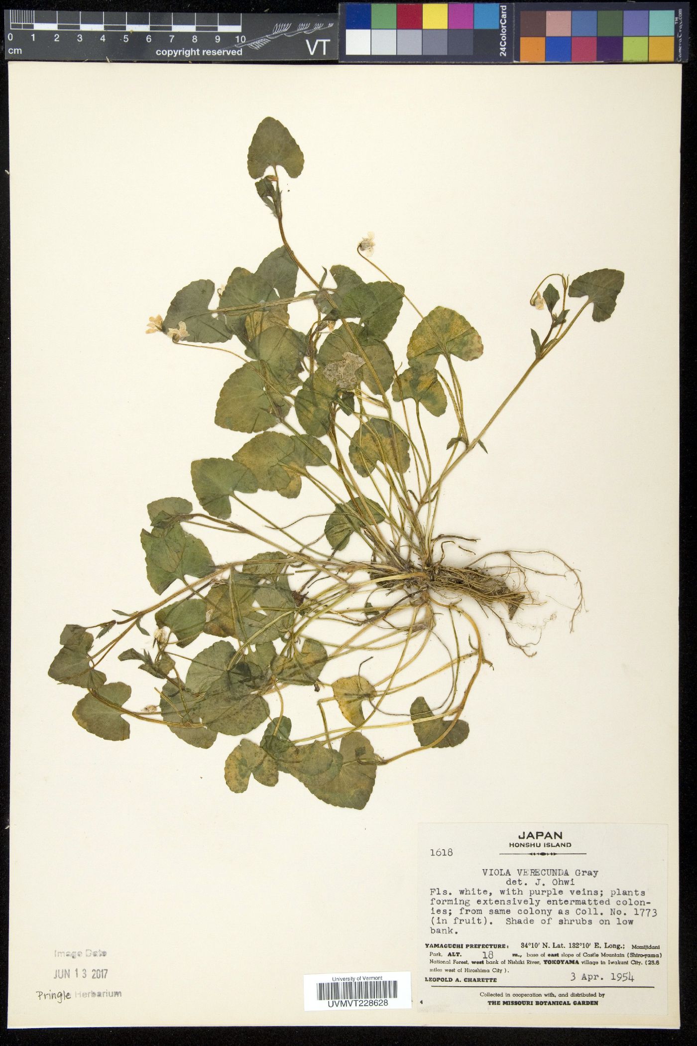 Viola arcuata image