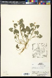 Viola arcuata image