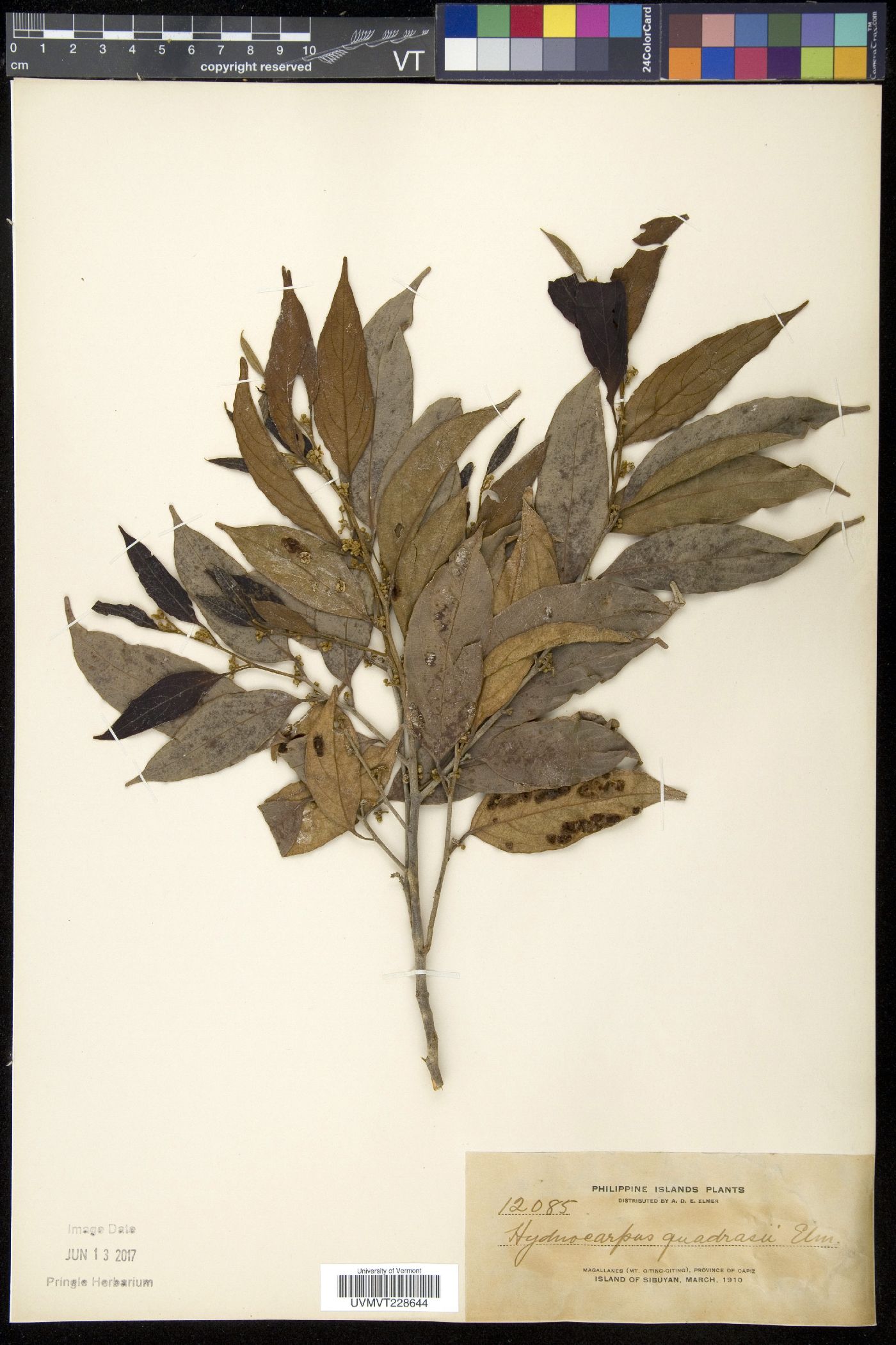Hydnocarpus image